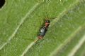 Cyrtosus ovalis
